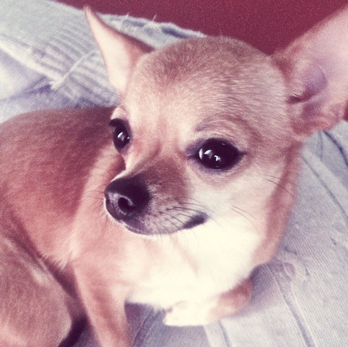 Чихуахуа Олененок