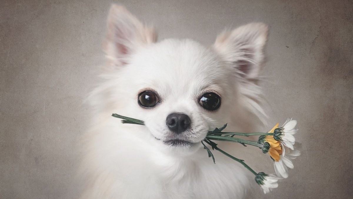Чихуа с цветком