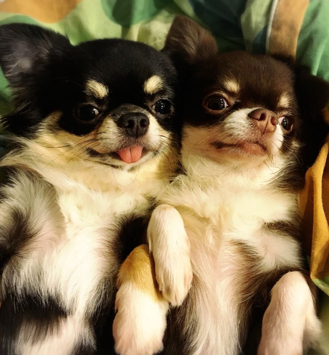 Кутята чихуахуа