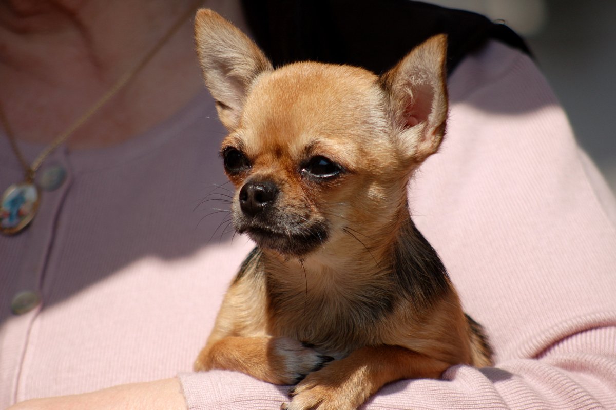 Мексиканский чихуахуа гладкошерстный