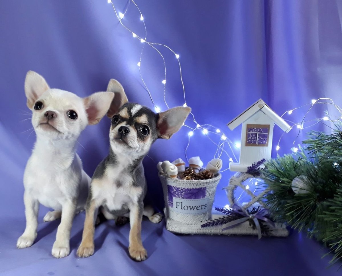 Чихуахуа кобби голубой