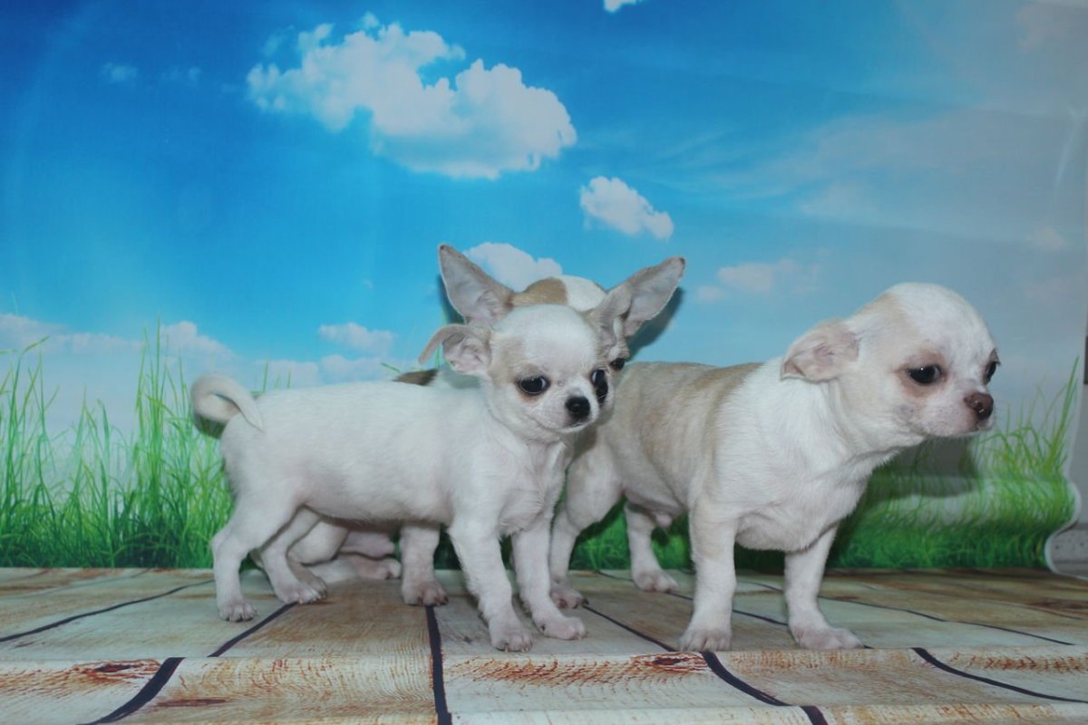 Толстые чихуахуа