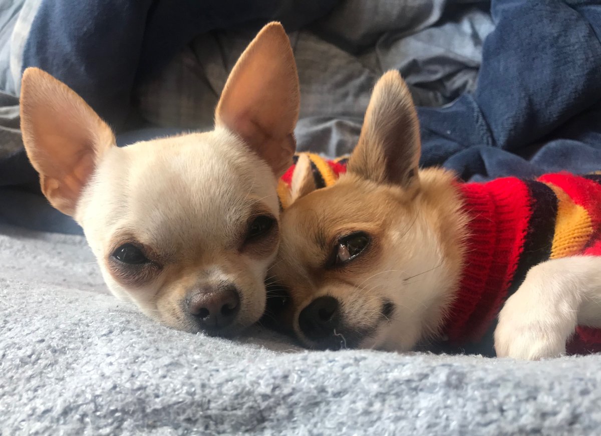 Чихуахуа любовь