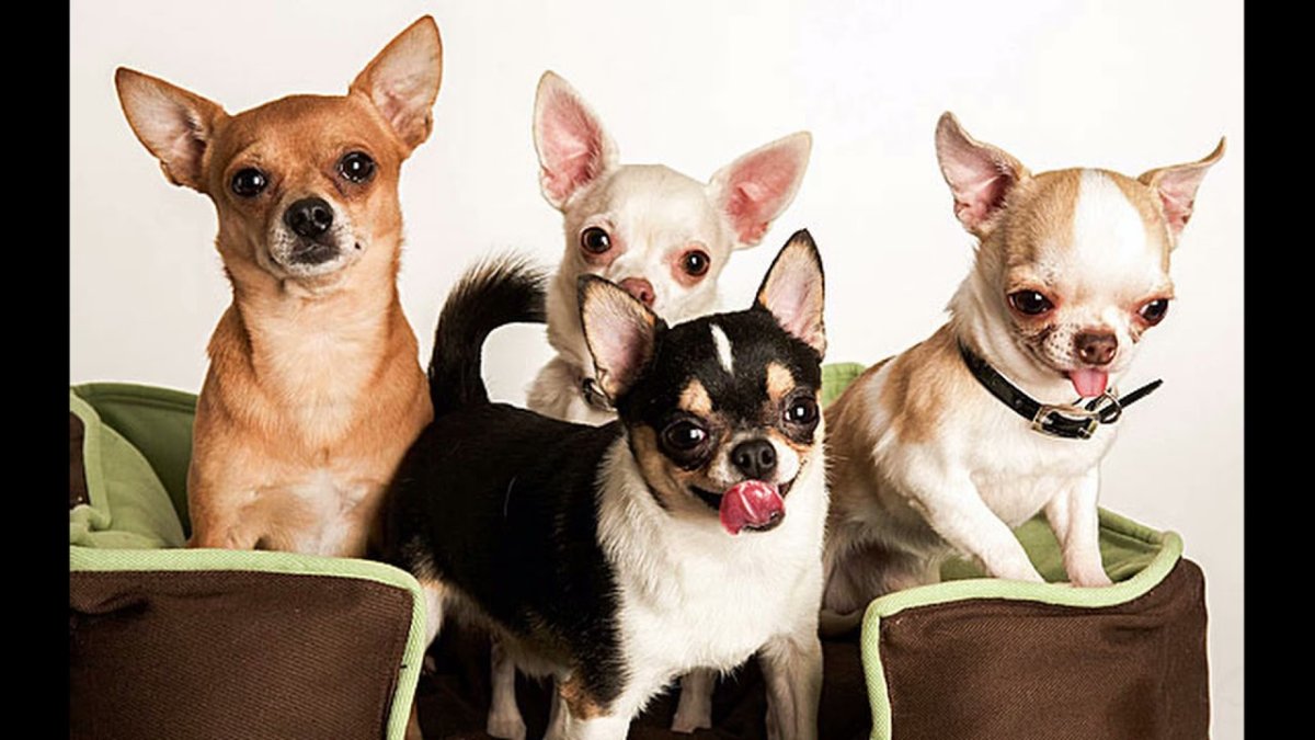 Тайский чихуахуа