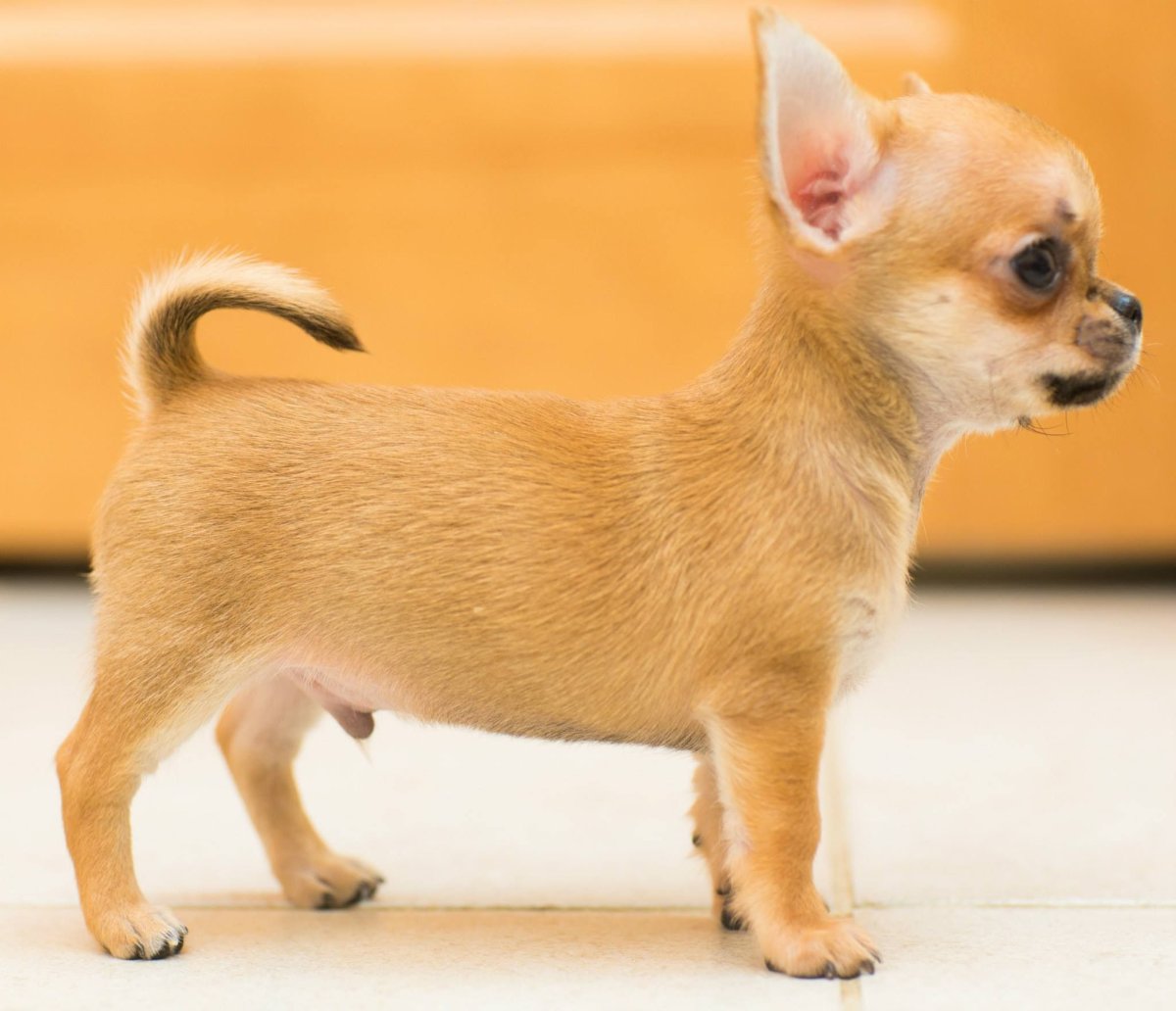 Щеночки чихуахуа