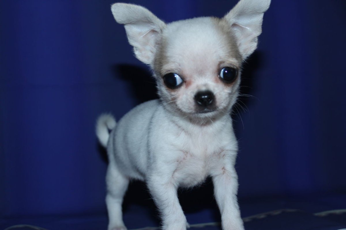 Щенки чихуахуа кобби