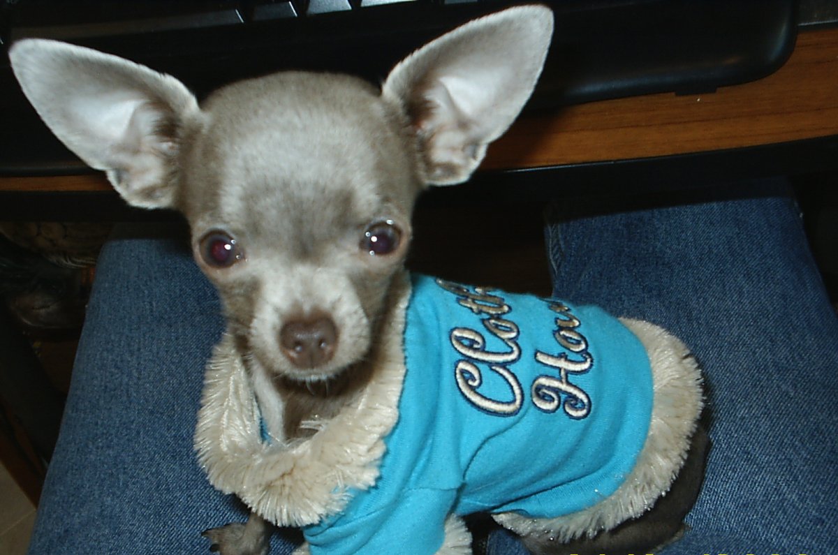 Чихуахуа кобби