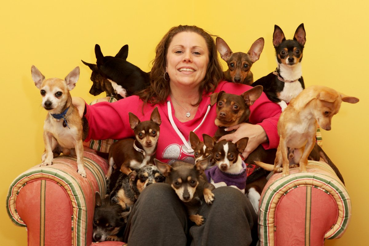 Стая чихуахуа