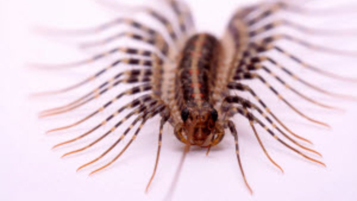 Скутигера-мухоловка укус