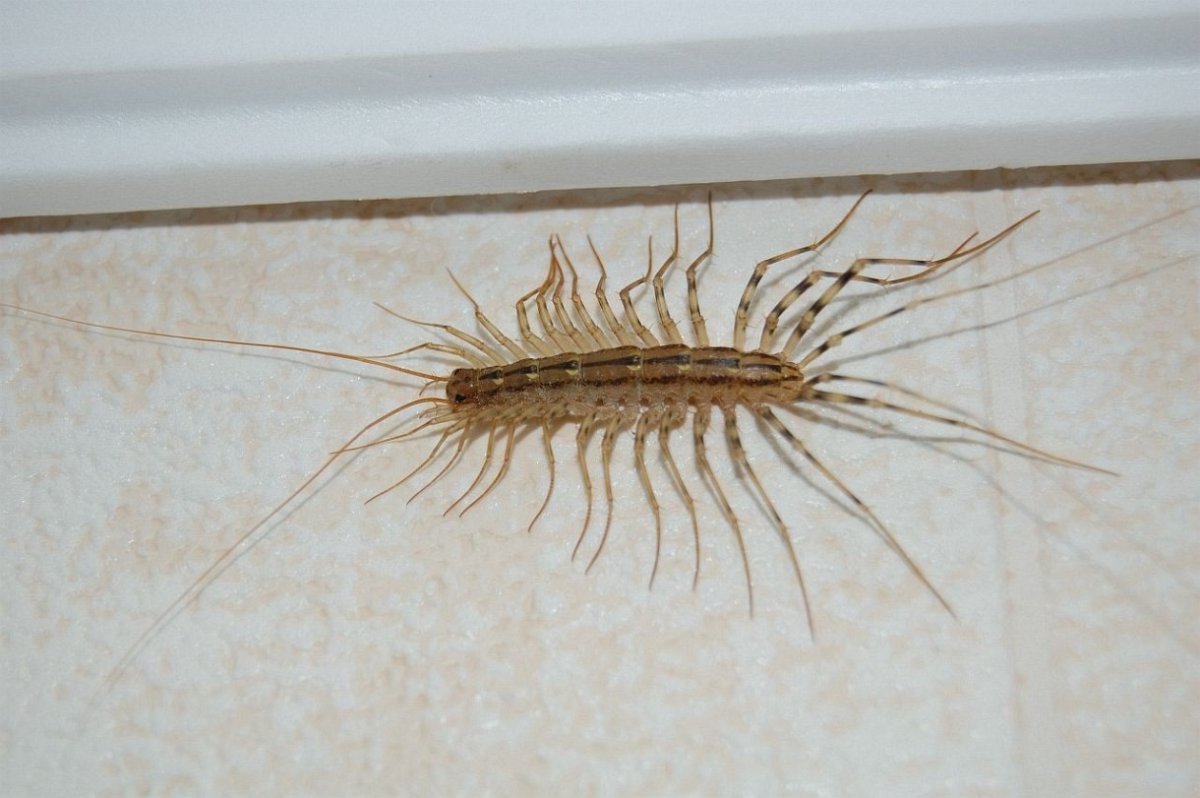 Обыкновенная мухоловка многоножка