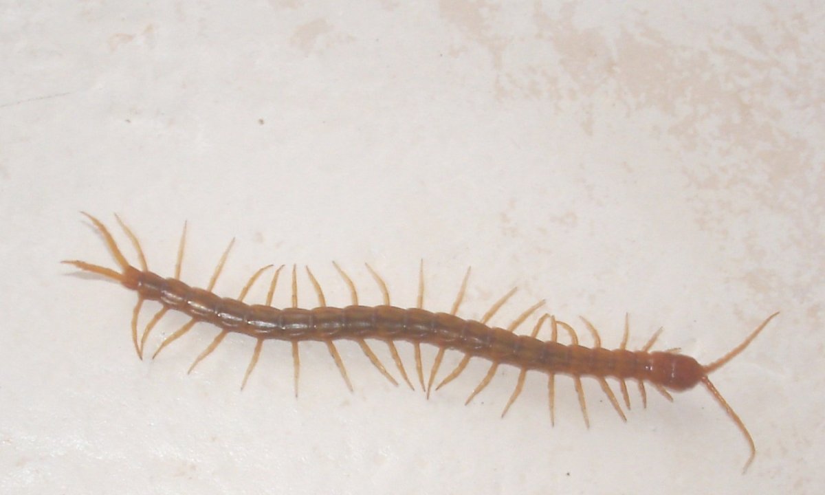 Многоножки Симфилы