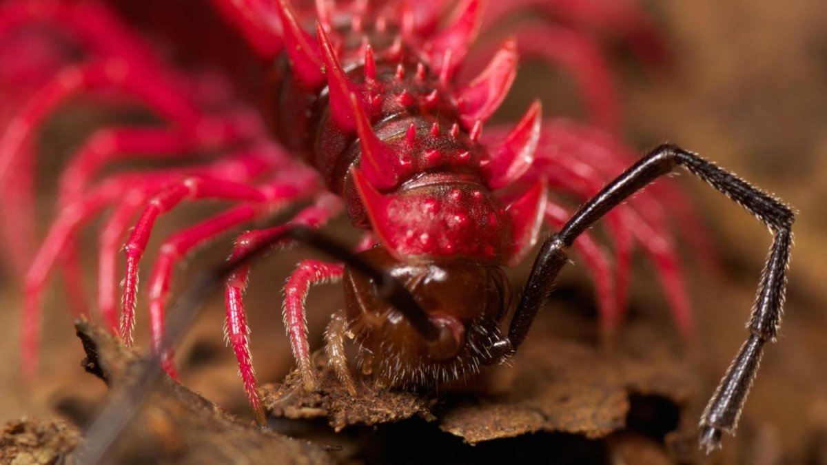 Драконья многоножка