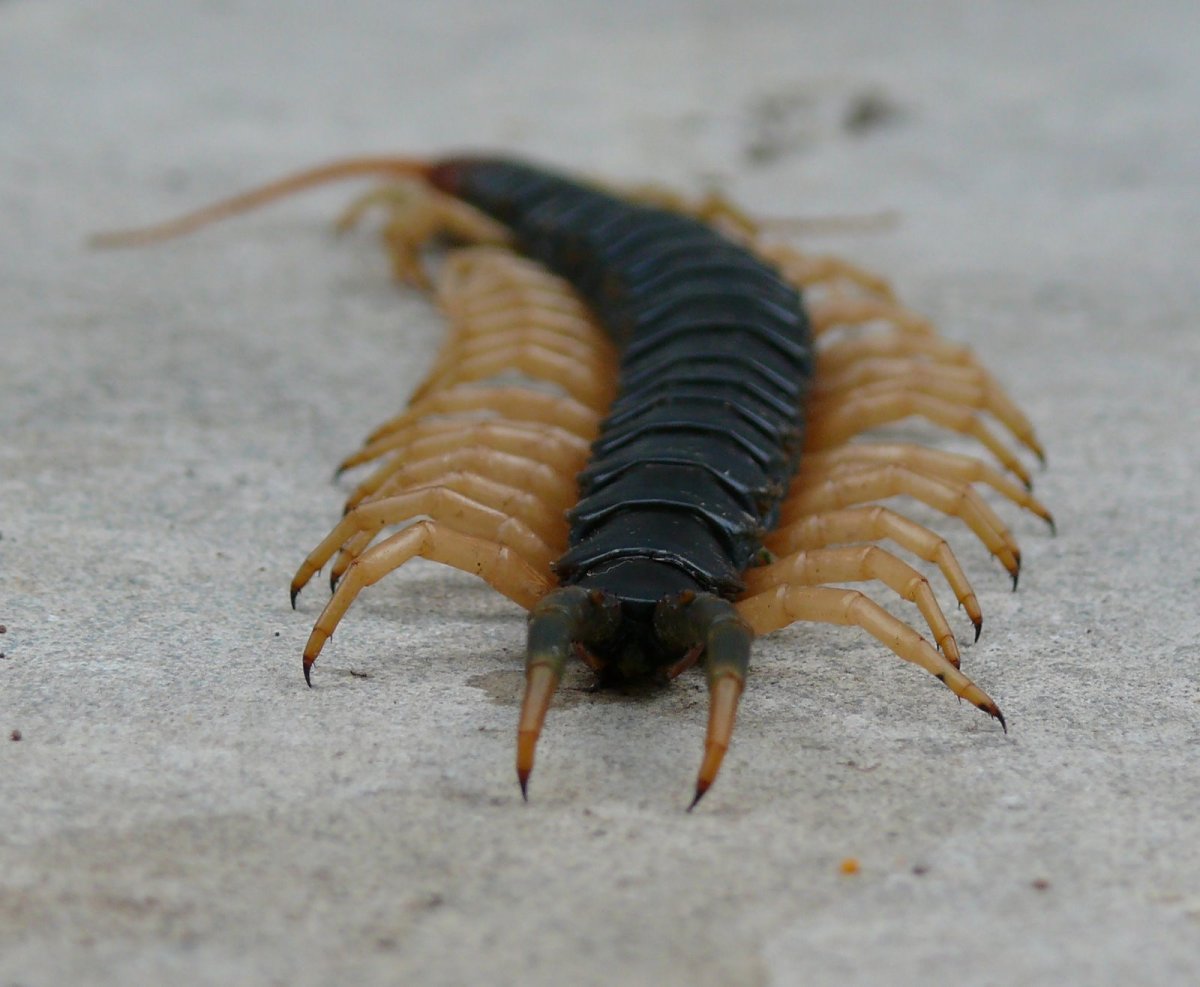 Трахейнодышащие многоножки