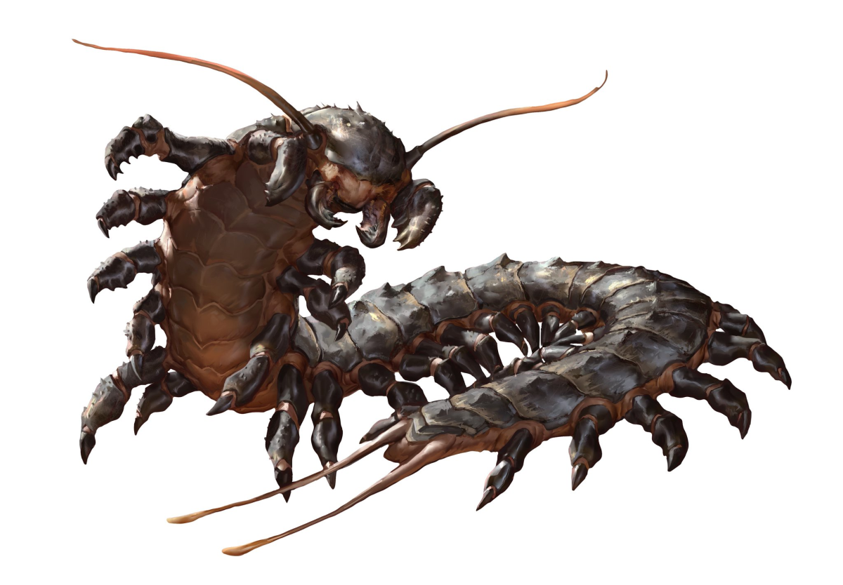 Обыкновенная мухоловка многоножка