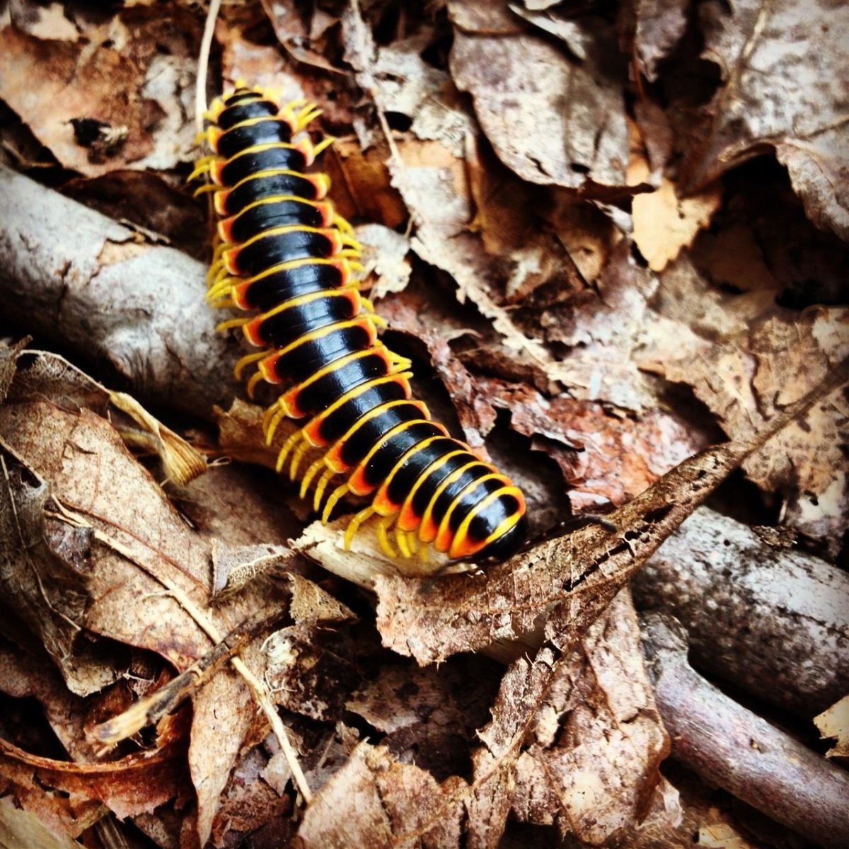 Губоногие многоножки