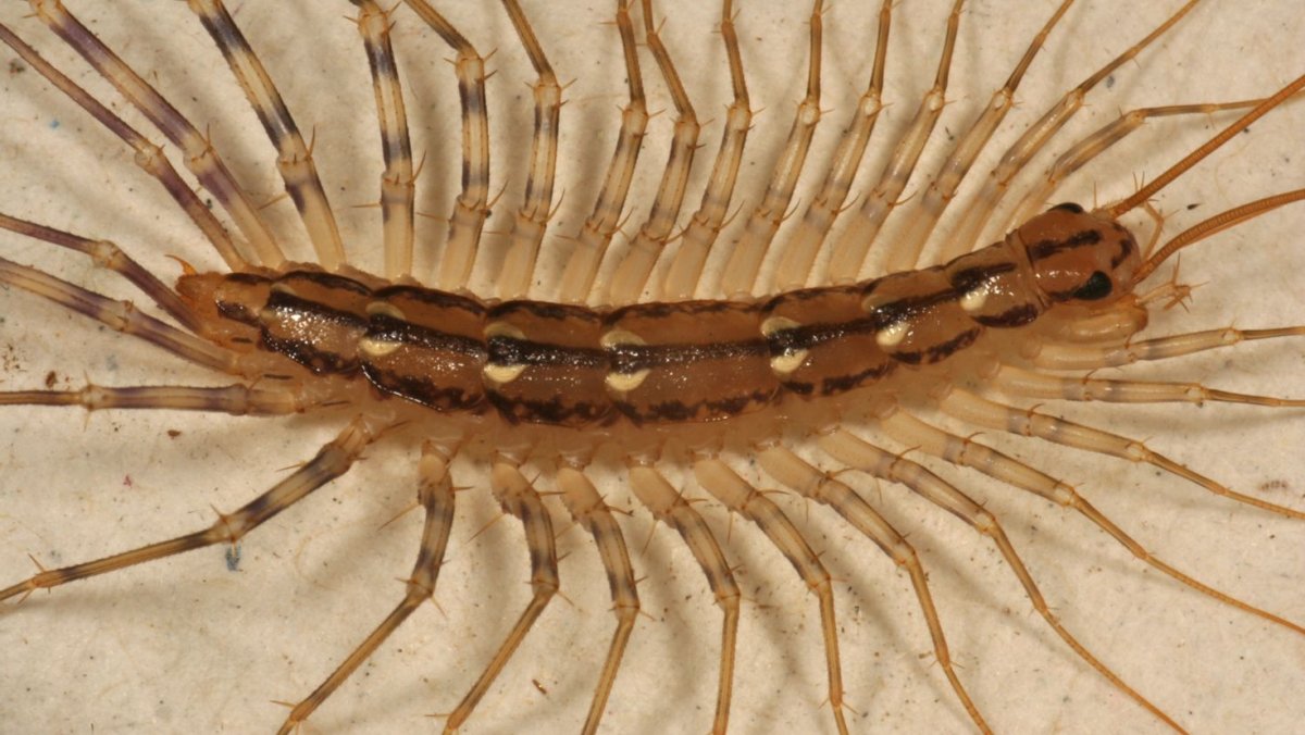 Мокрица насекомое сороконожка