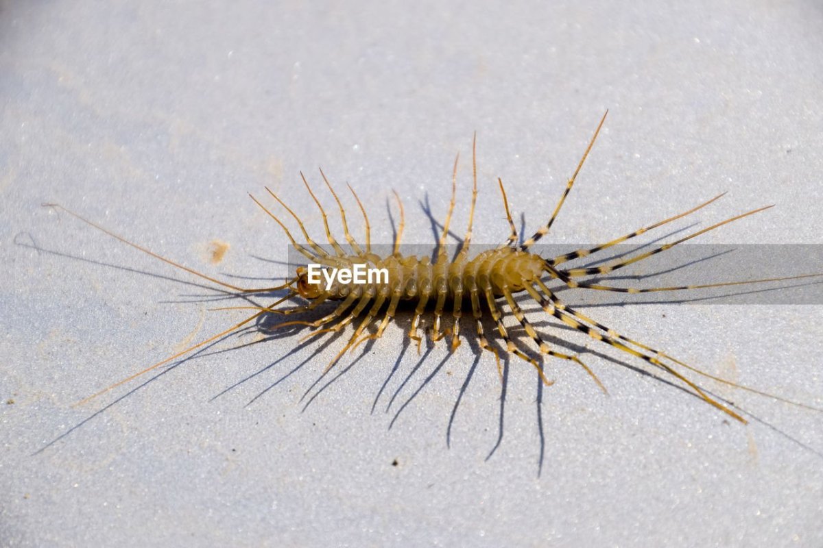 Потомство обыкновенной мухоловки (Scutigera coleoptrata)