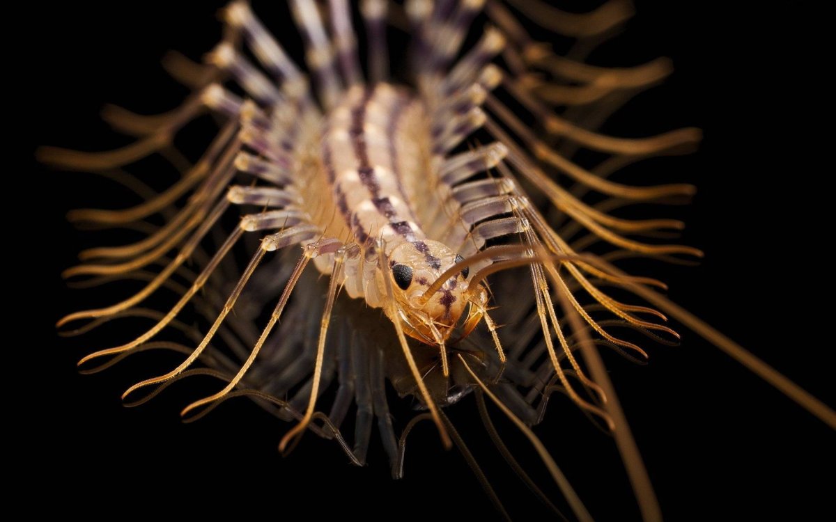 Геофил длинноусый