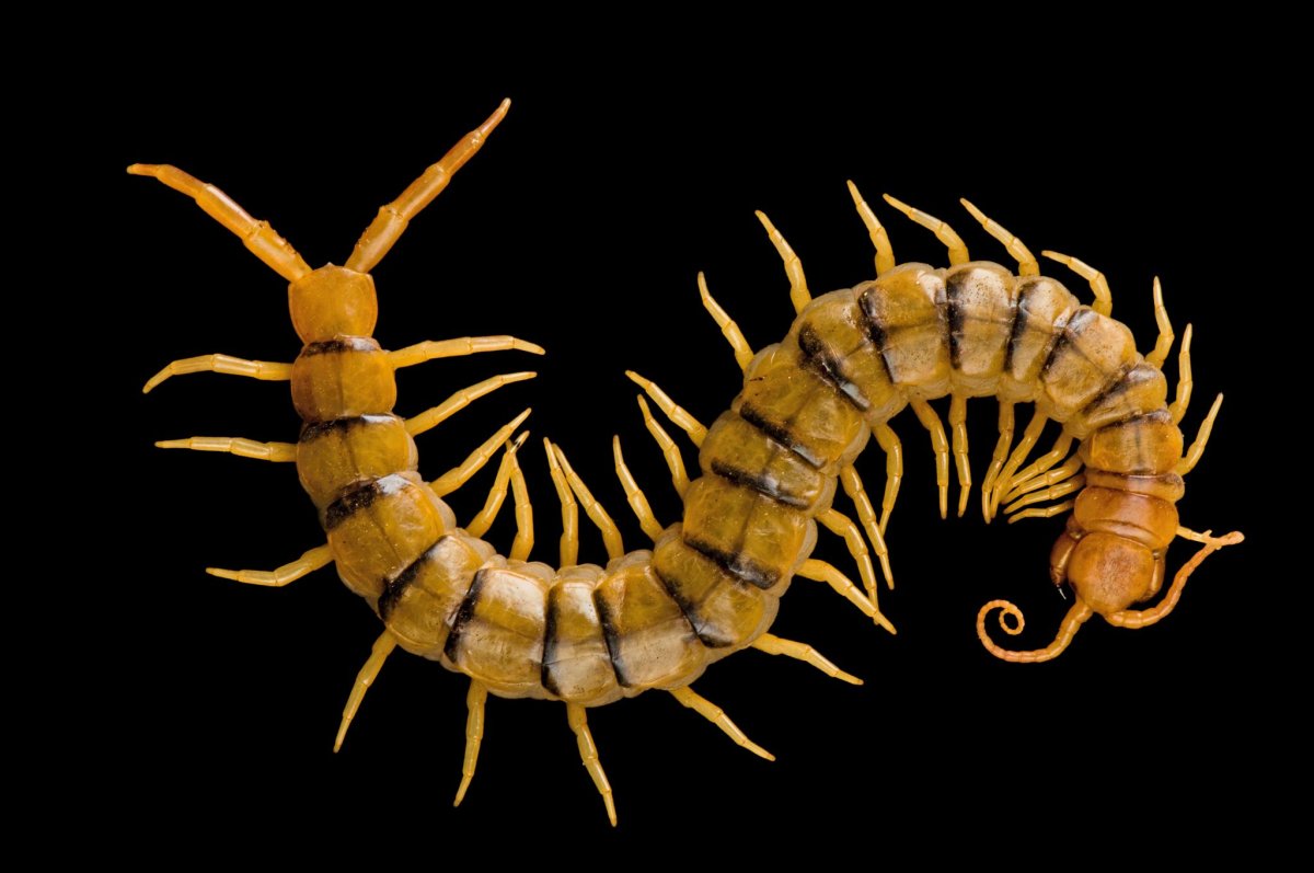 Scolopendra polymorpha
