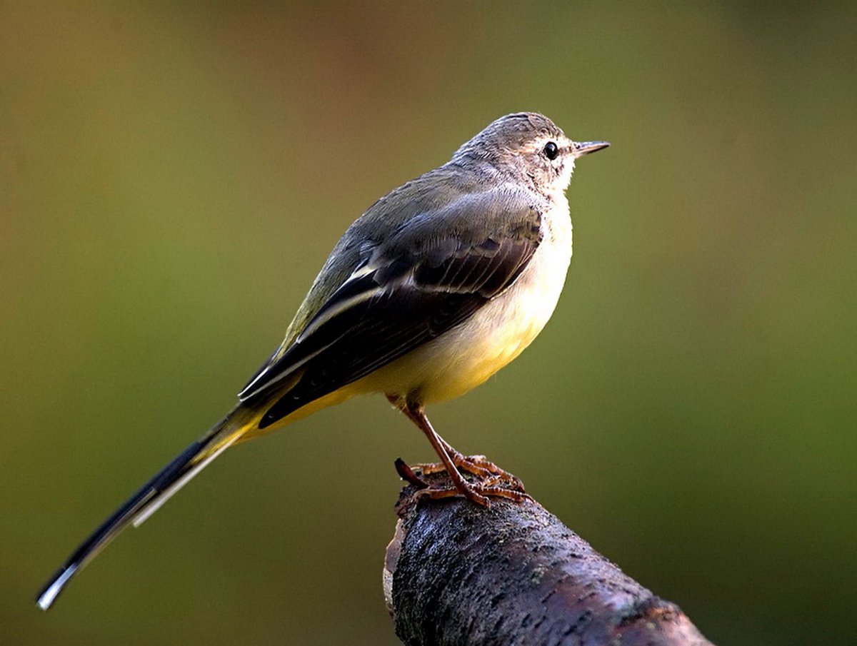 Маленькая серая птичка с желтым хвостом