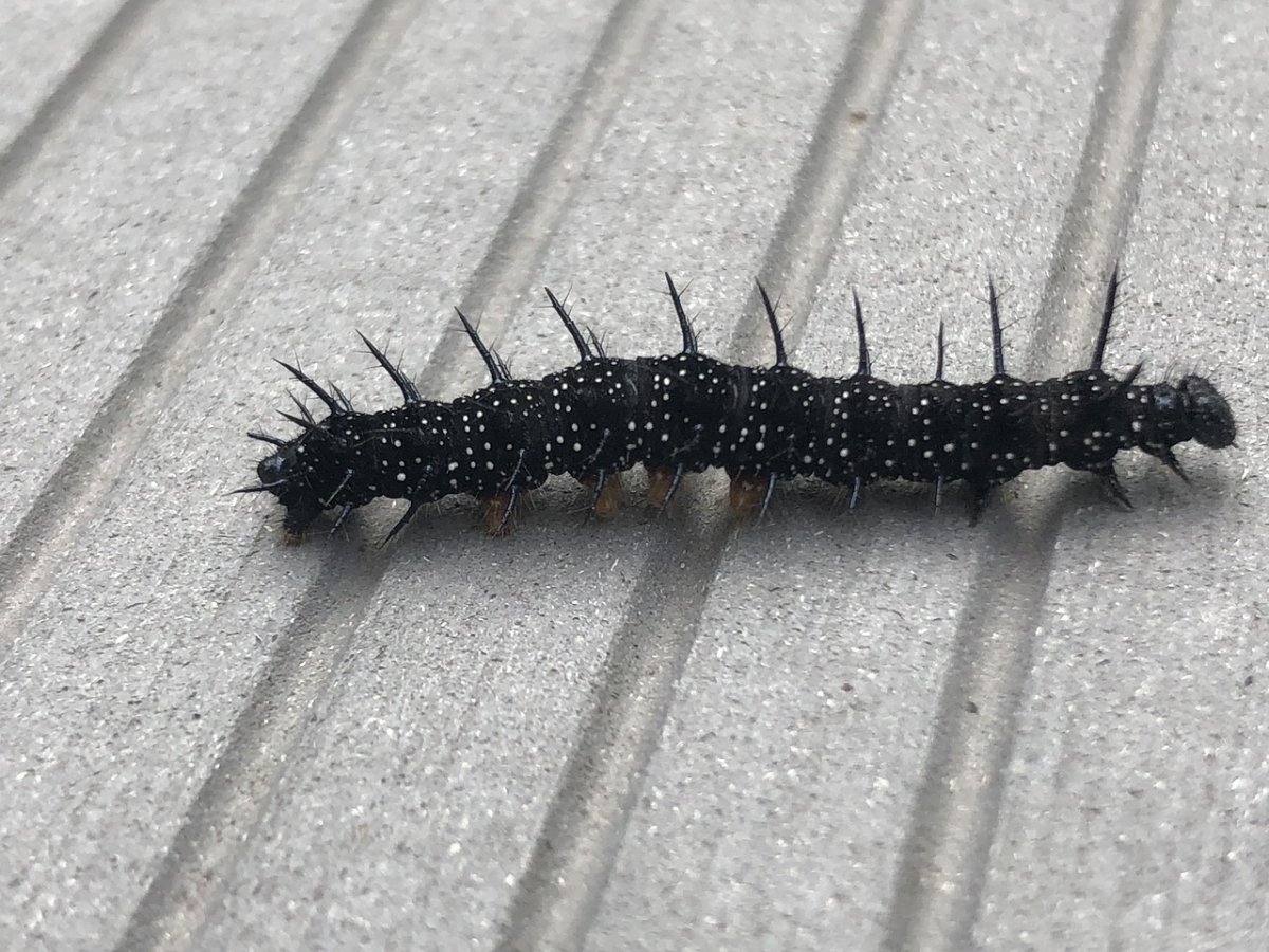 Многоножка мухоловка