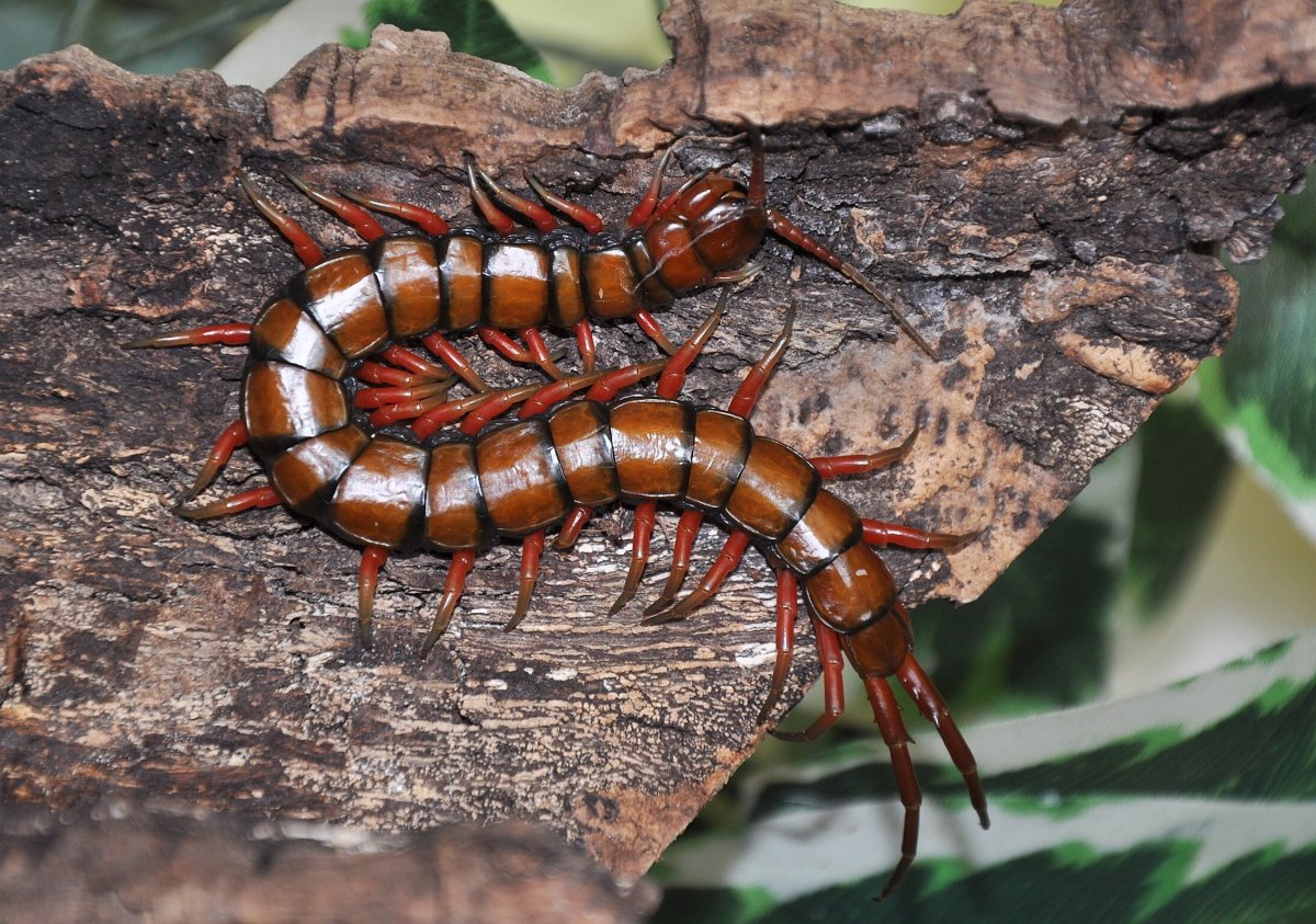 Мадагаскарская Королевская сколопендра