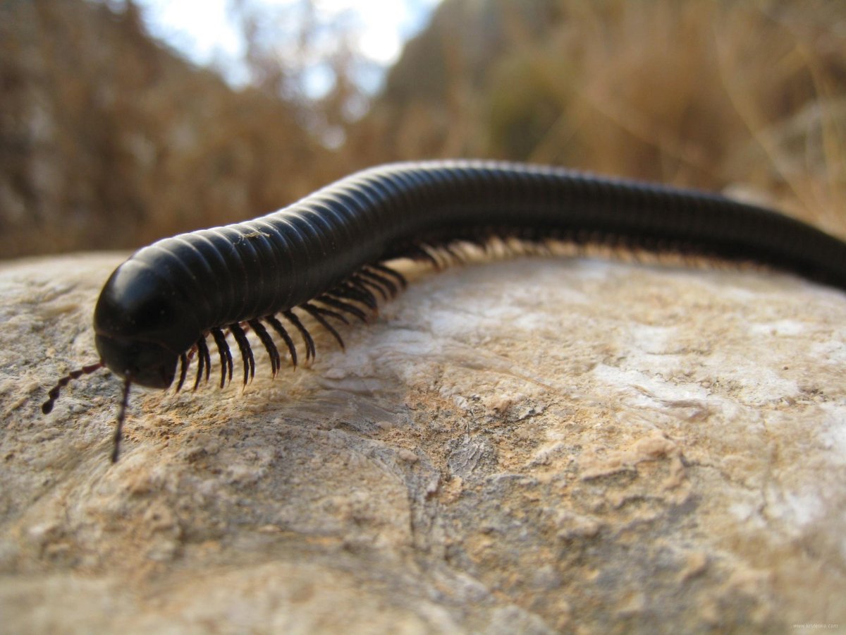 Мадагаскарский кивсяк