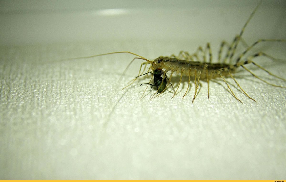 Сколопендра обыкновенная мухоловка