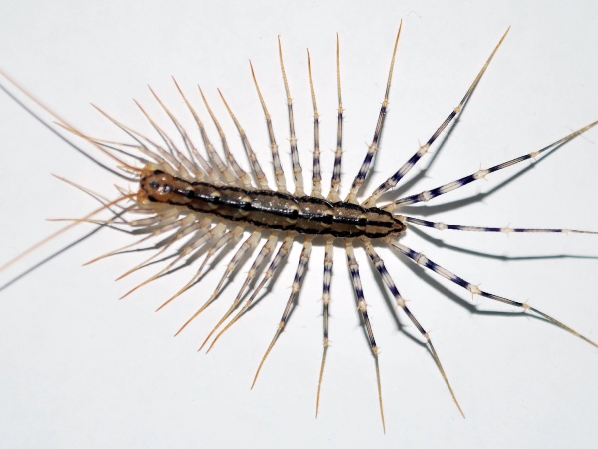 Насекомые Тайланда многоножка