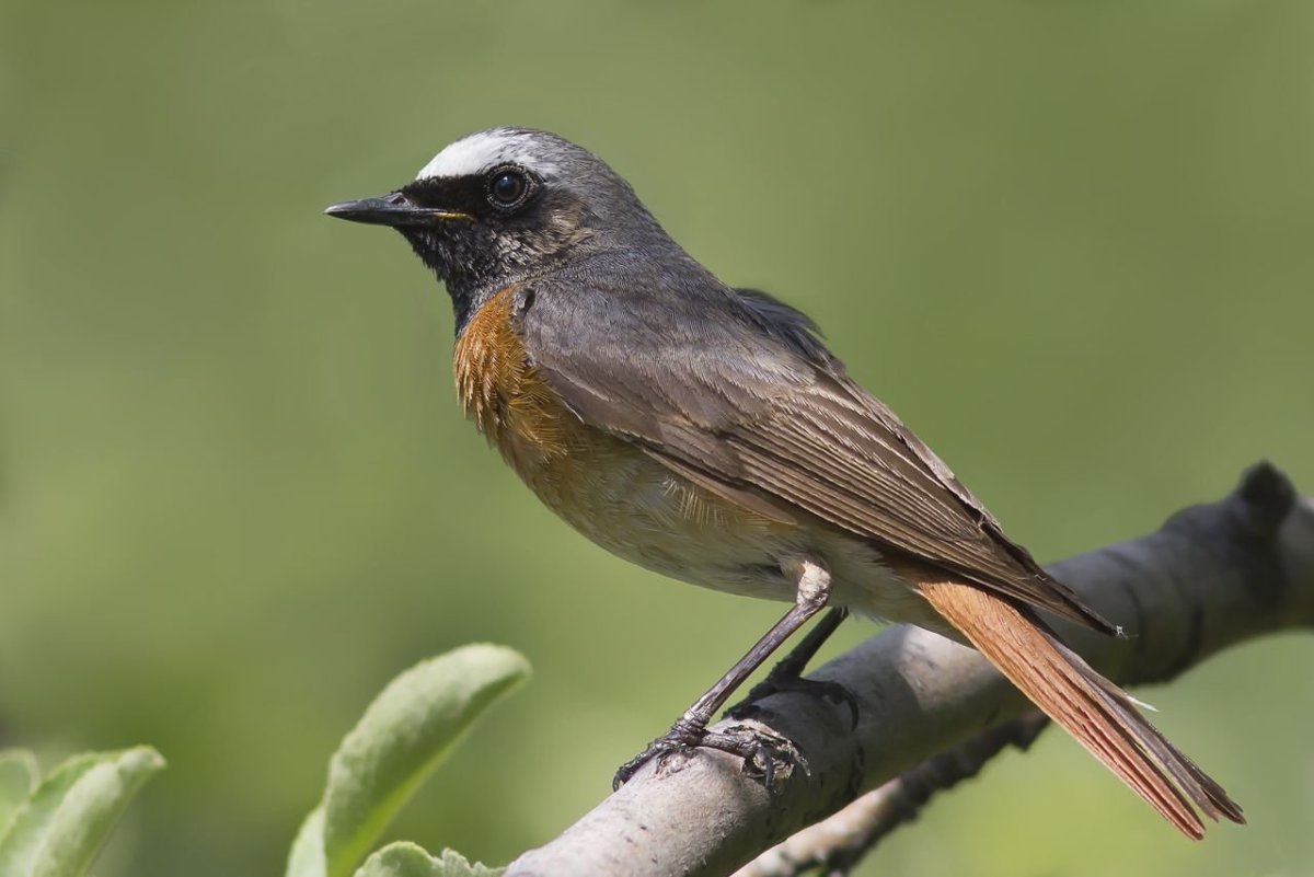 Сибирская горихвостка птенцы