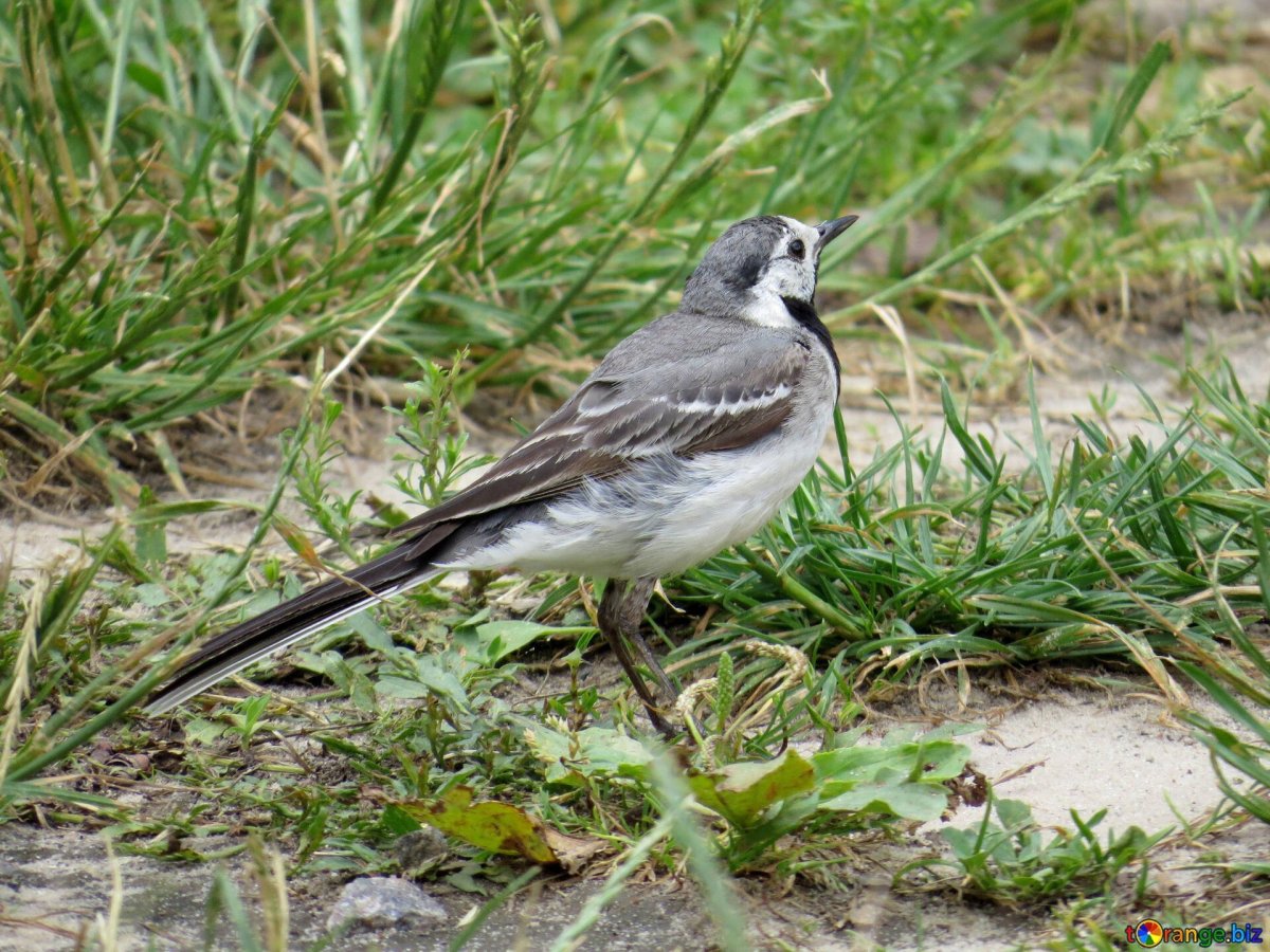 Серая птичка с длинным хвостом
