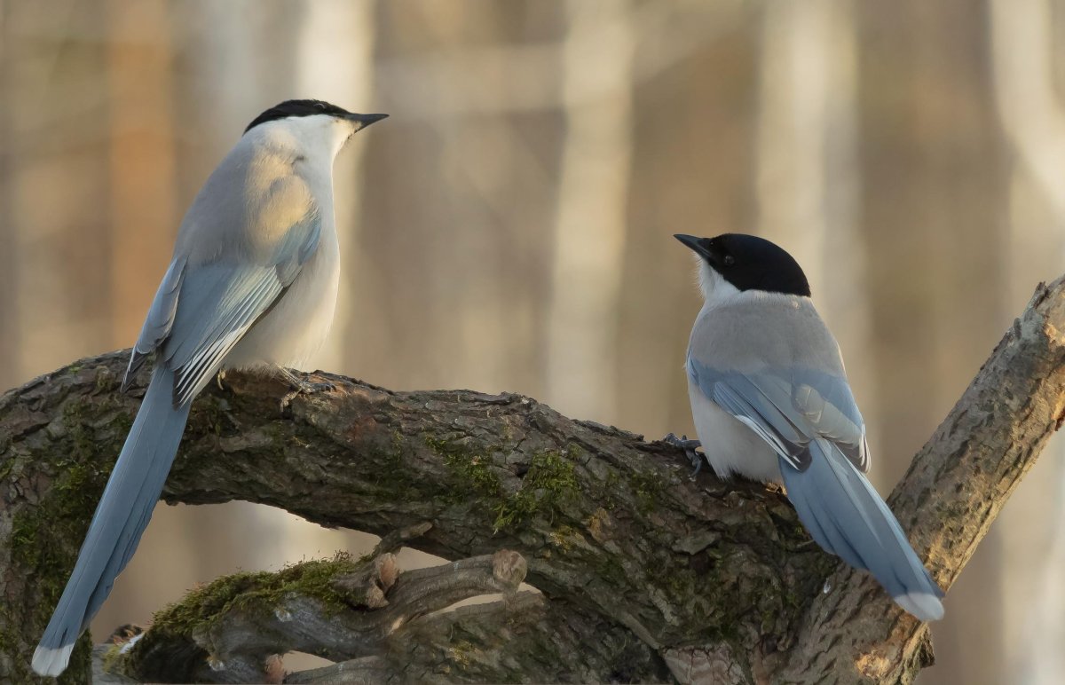 Сорока голубая Уссурийская