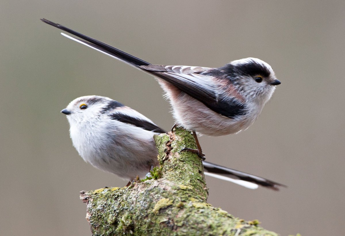 Длиннохвостая синица самец и самка