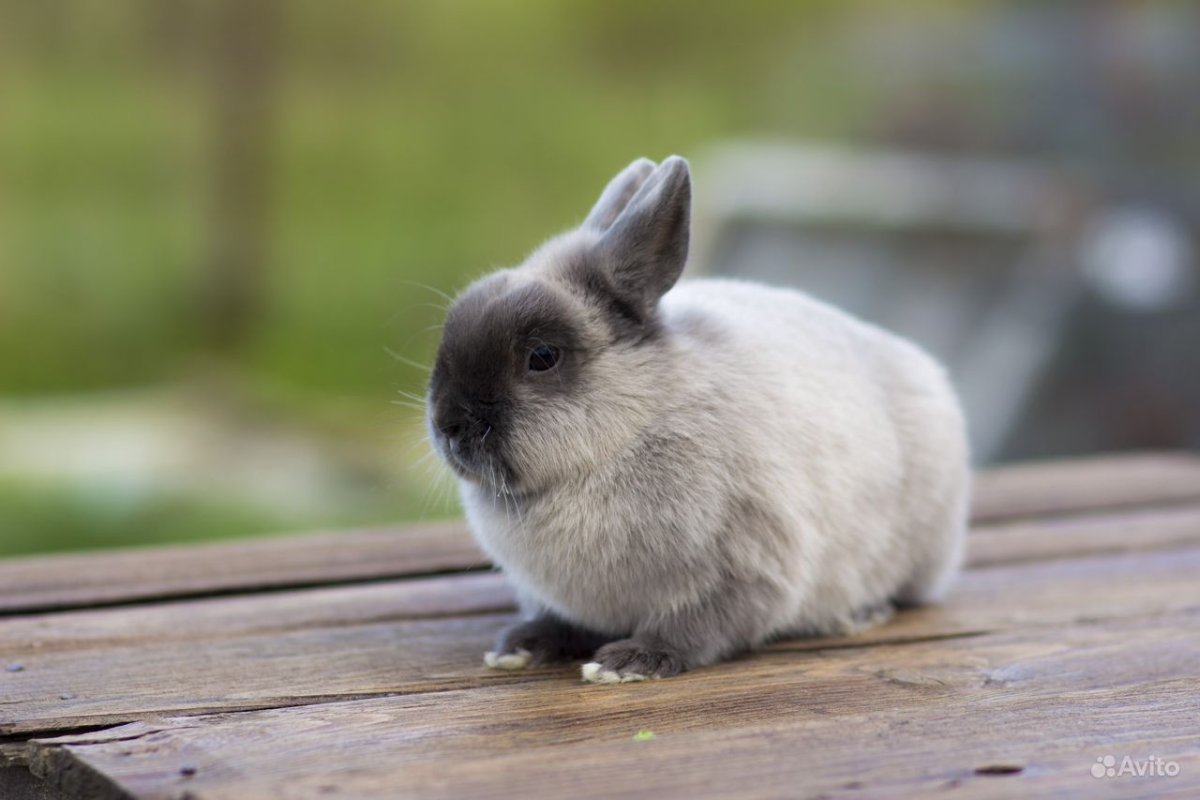 Мини рекс кролик