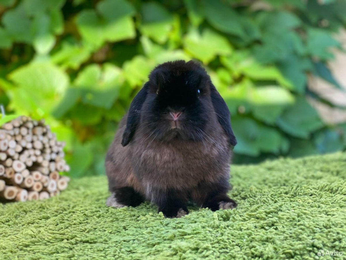 Карликовый кролик Мардер