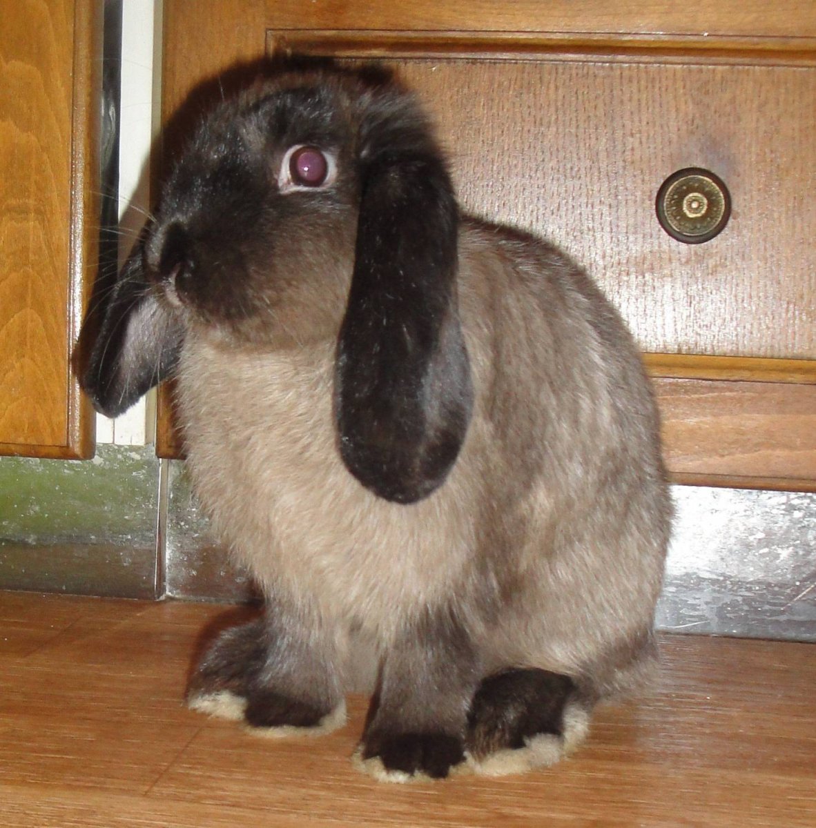 Минилоп окрас Мардер