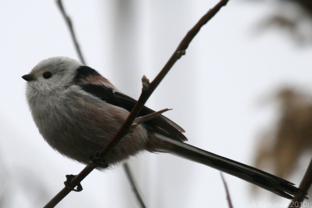 Черная длиннохвостая синица