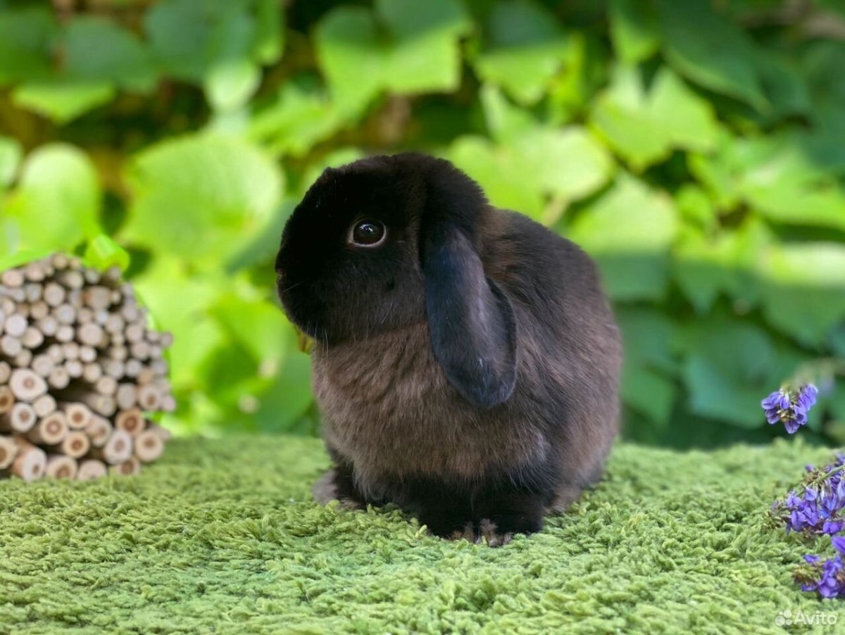 Кролик вислоухий Мардер