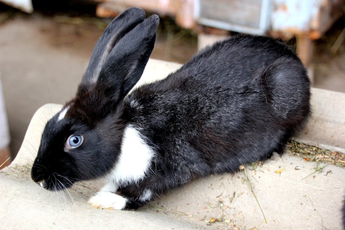 Карликовый рекс кролик