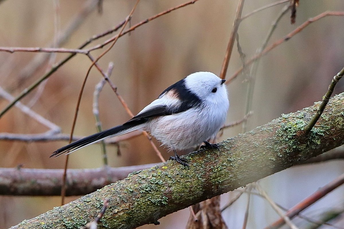 Птица синица длиннохвостая