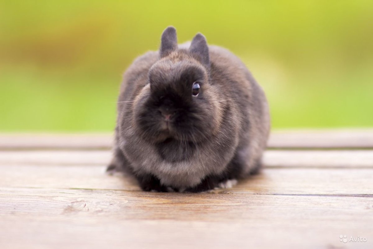 Карликовый кролик Мардер