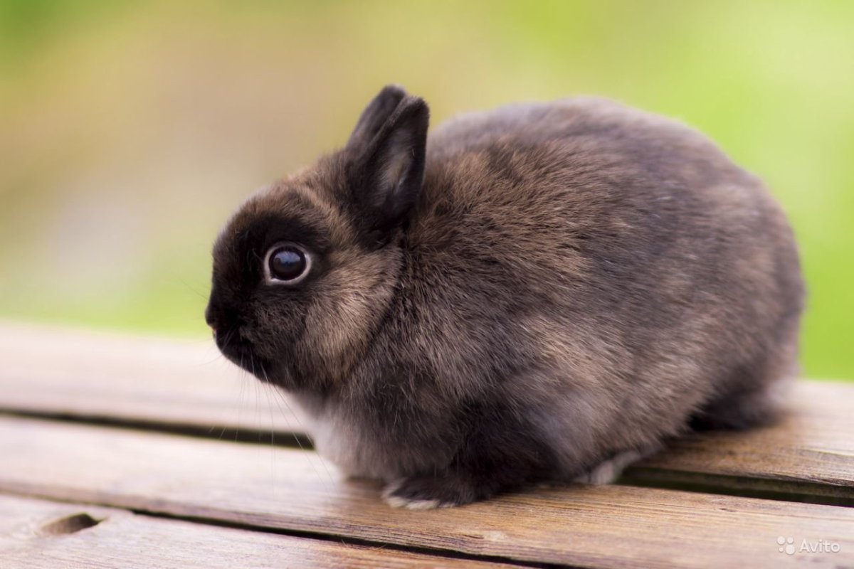 Карликовый кролик Мардер