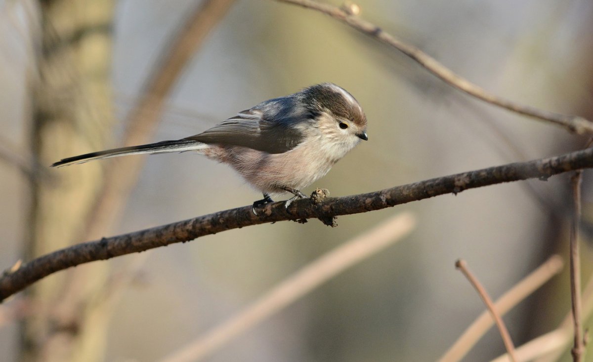 Серенькая птичка с длинным хвостиком