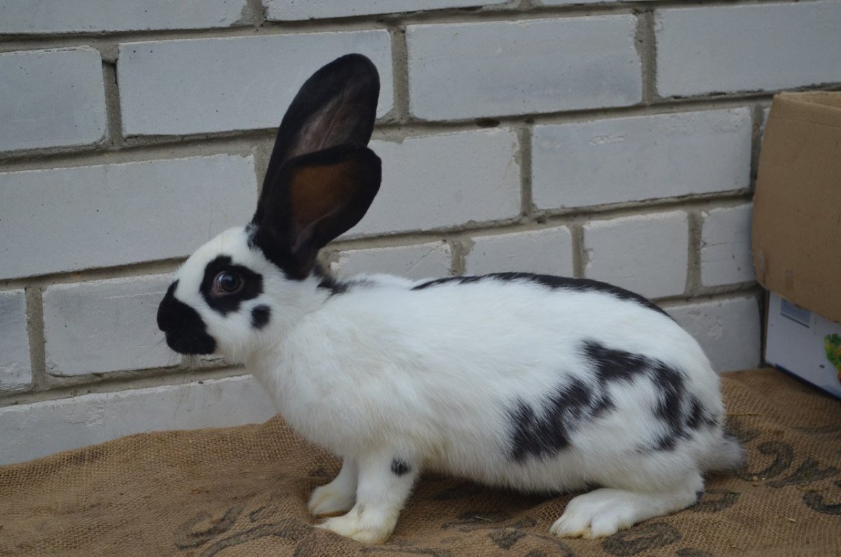 Кролики породы Арлекин