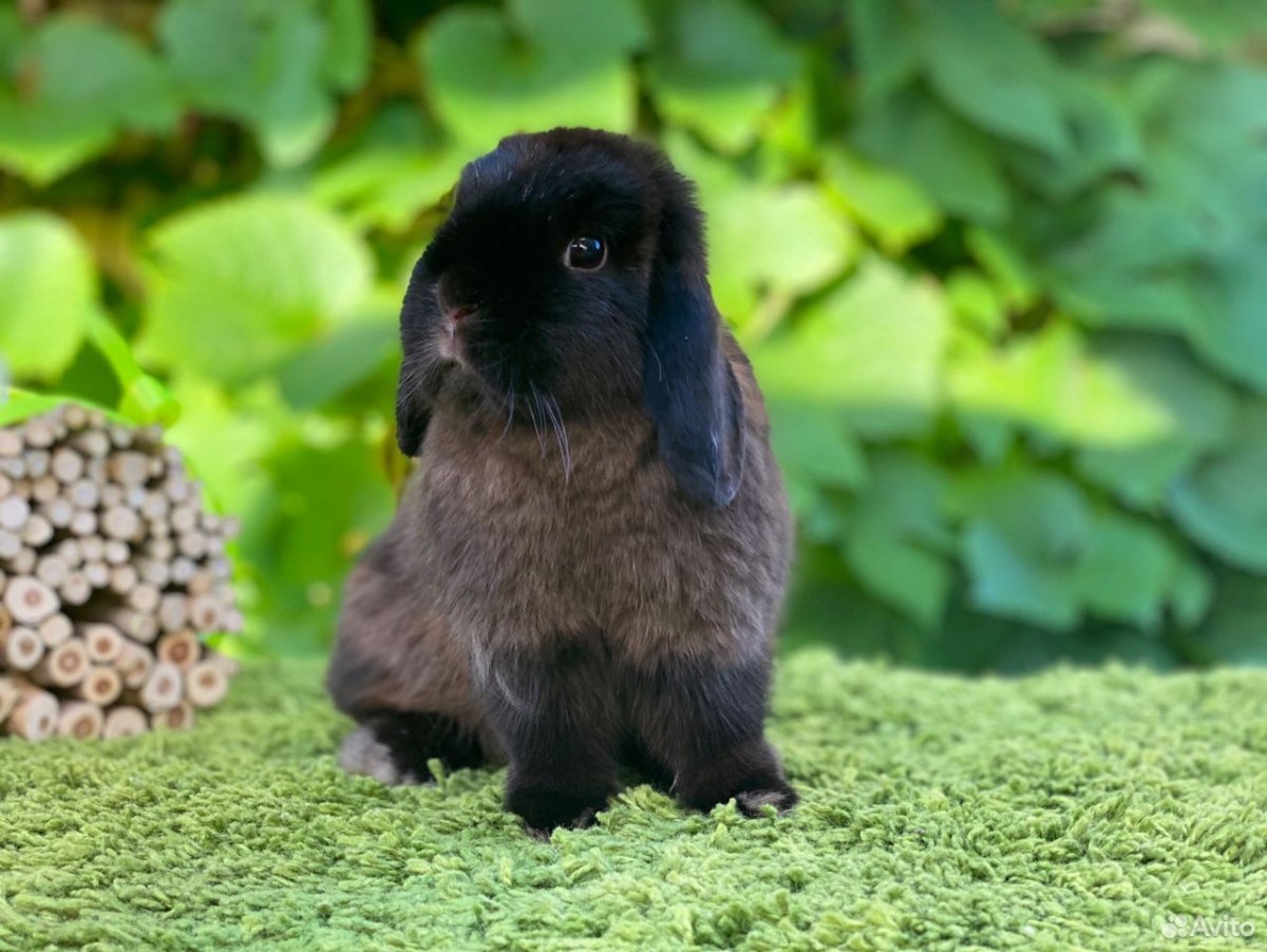 Советский Мардер кролик