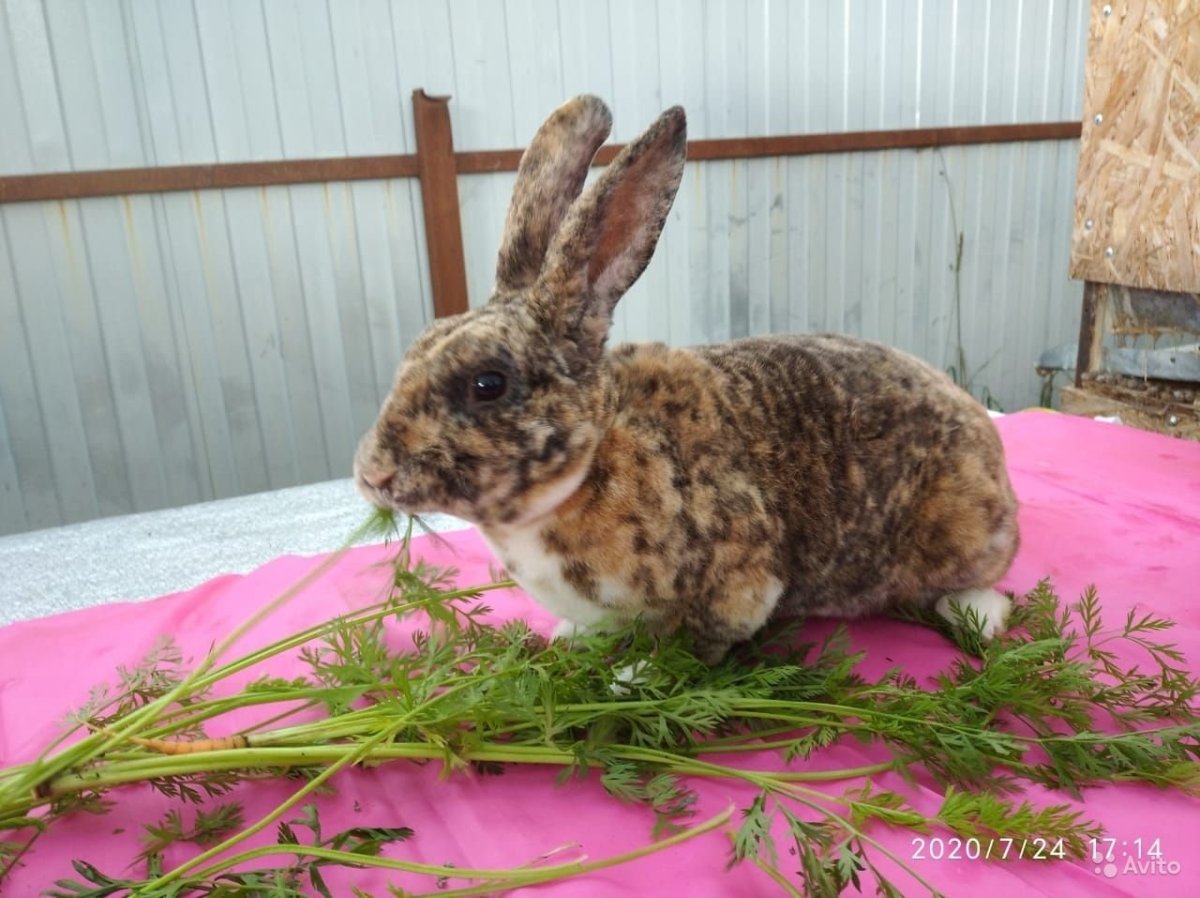 Вислоухий кролик