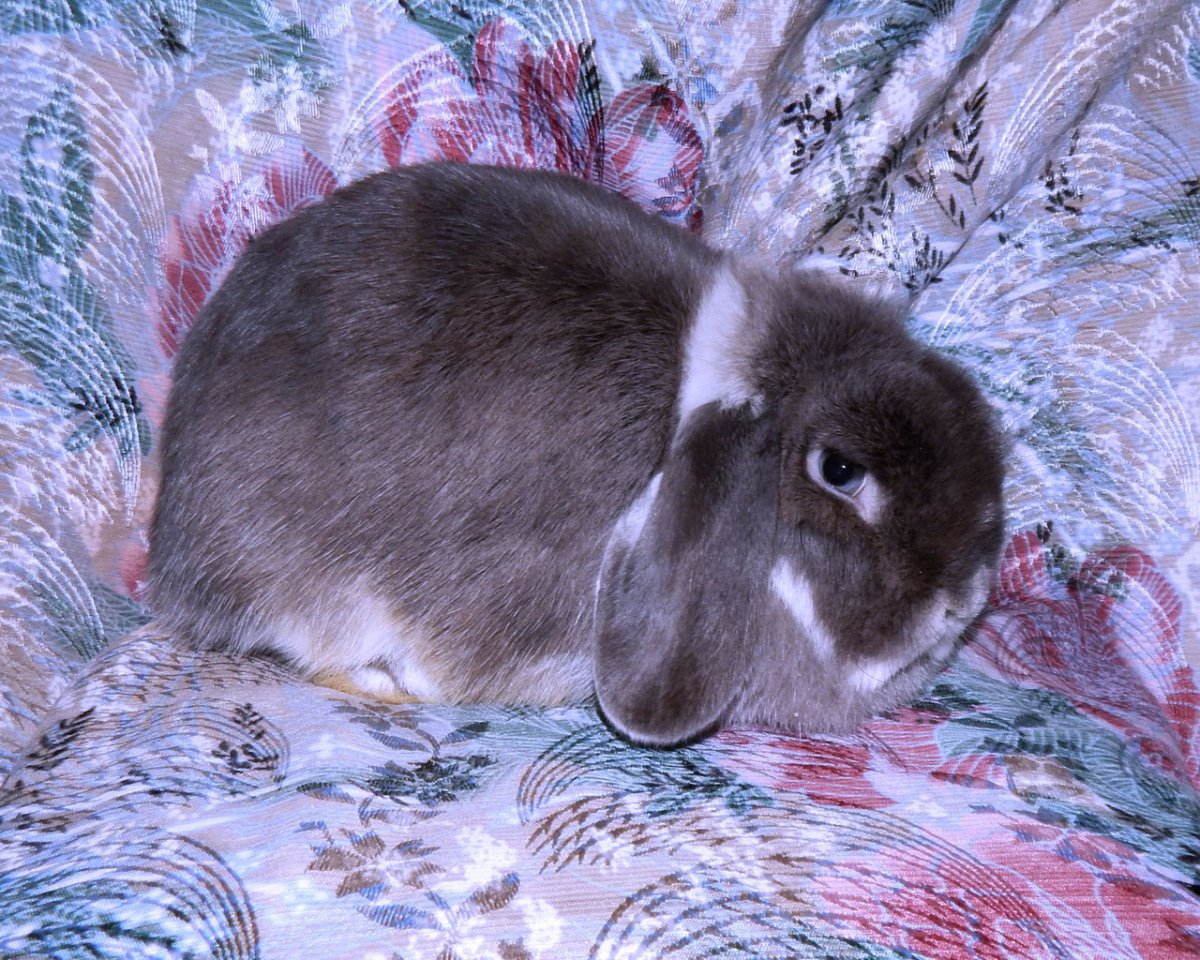 Гибрид кошки и кролика