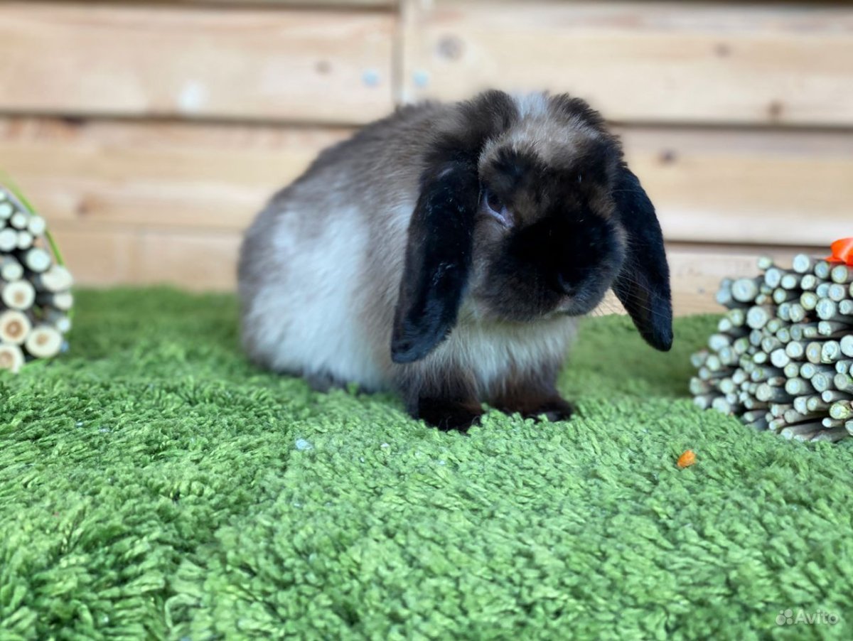 Кролик рекс Мардер