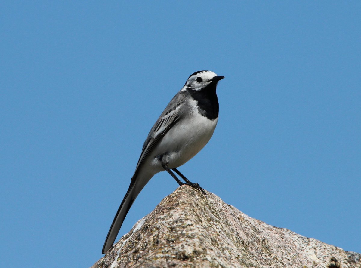 Motacilla Maderaspatensis