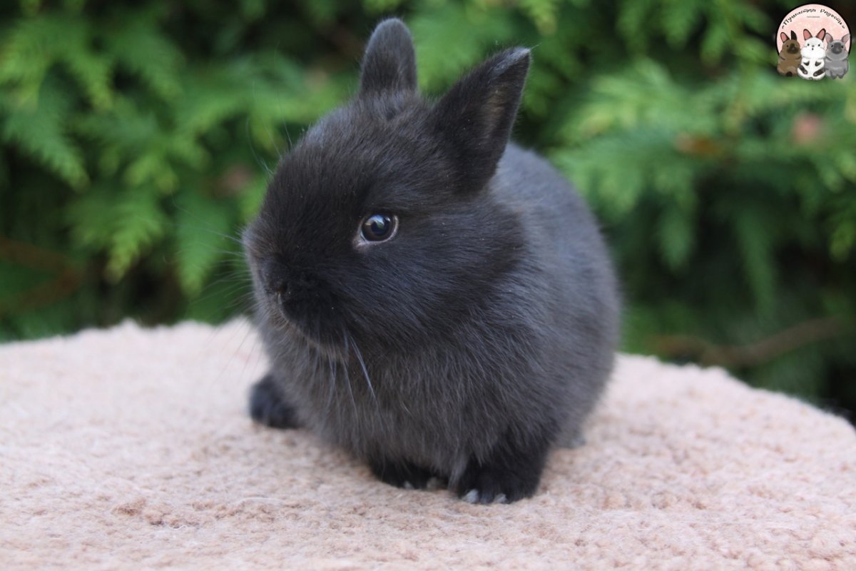 Короткошерстный карликовый кролик